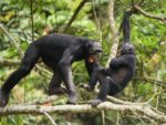 Współpraca, a nie konflikt, jest naszą decydującą cechą gatunkową ? dla szympansów jest odwrotnie.