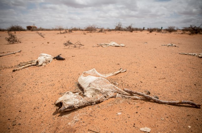Martwe ciała kóz leżą w piasku na obrzeżach Dollow w Somalii.